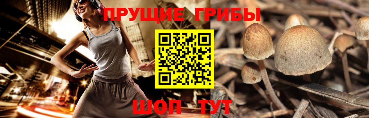 Аксай  Псилоцибиновые грибы MAGIC MUSHROOMS  Вход с VPN 